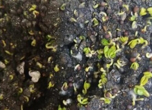 油菜花什么时候播种