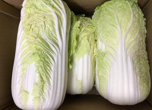 娃娃菜什么时候播种