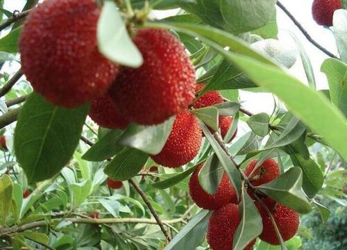 杨梅用什么肥料最好