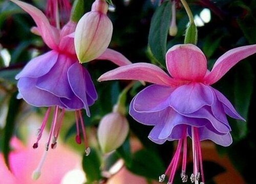 吊钟花怎么养水养方法