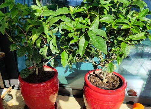 四季桂喜水吗 属于喜水植物吗
