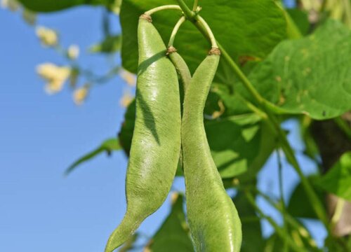 四季豆用什么肥料最好