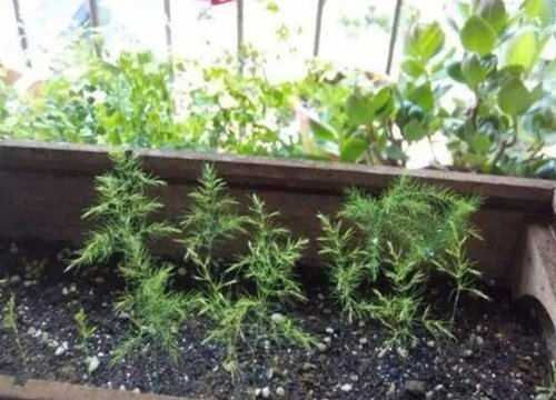 文竹怕晒吗 怕阳光晒吗