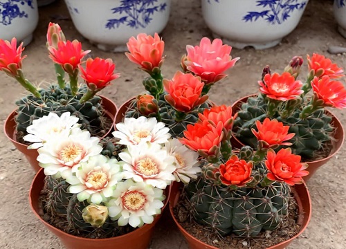 绯花玉施什么肥最好