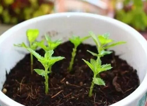 紫苏种子怎么种植 种植方法及注意事项