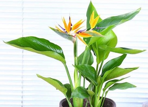 天堂鸟喜阳光吗