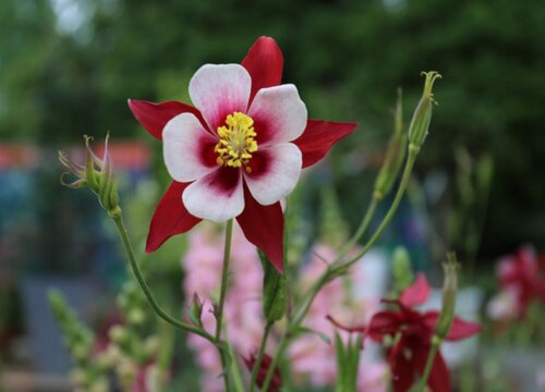 花仙子怎么养殖方法