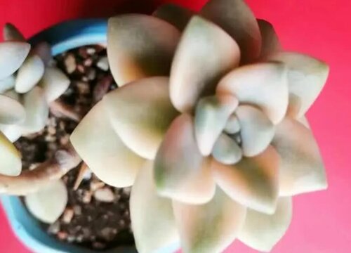 美杏锦怎么养才能出全景