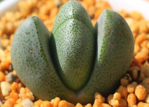 多肉帝玉怎么养长的好