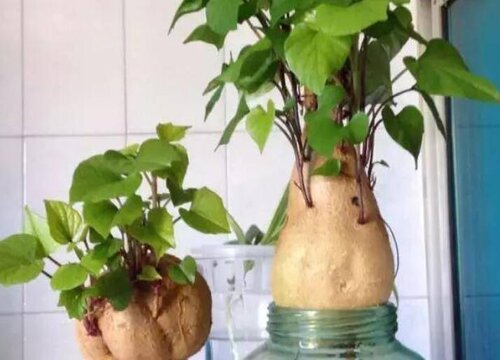 水养红薯怎么养长的好