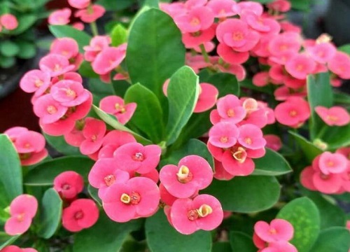刺梅花怎么养殖方法