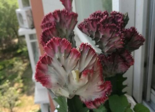 彩麒麟怎么养才能旺盛