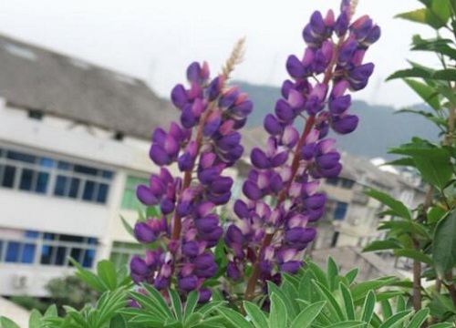 鲁冰花开花后怎么处理