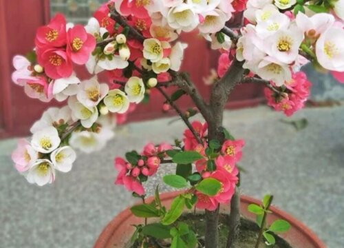 垂丝海棠用什么盆栽好