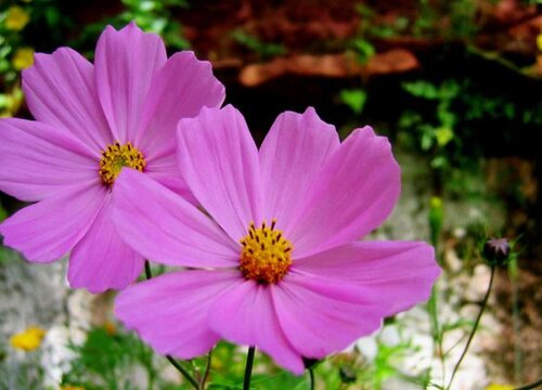 幸福花怎么养殖方法