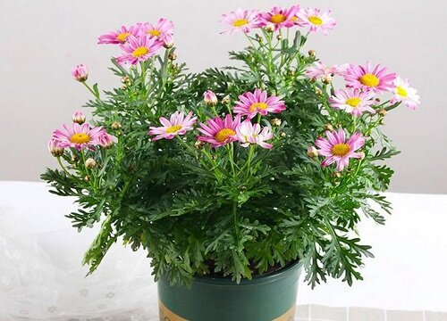 玛格丽特夏天怎么浇水方法