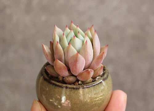 多肉雪域怎么养护