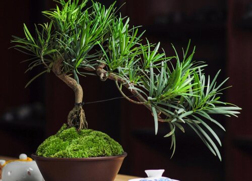 罗汉松怎么养殖才能更旺盛