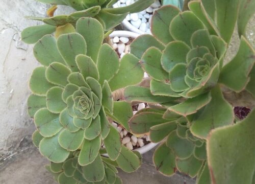 法师夏天怎么浇水方法