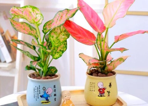 如意皇后怎么养殖叶子更大更红