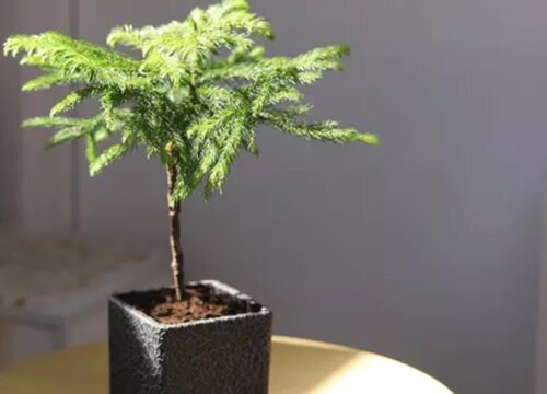 澳洲杉怎么养殖方法
