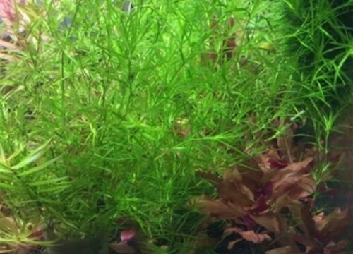 小竹节水草怎么养殖方法