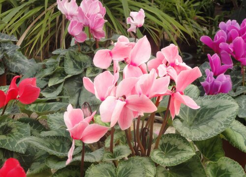 仙客来喜水吗 属于喜水植物吗