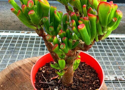 吸财树喜水吗 属于喜水植物吗