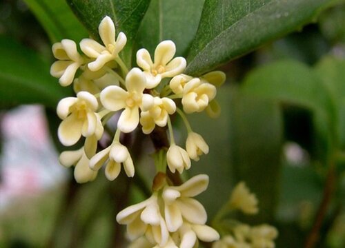 桂花喜水吗 属于喜水植物吗