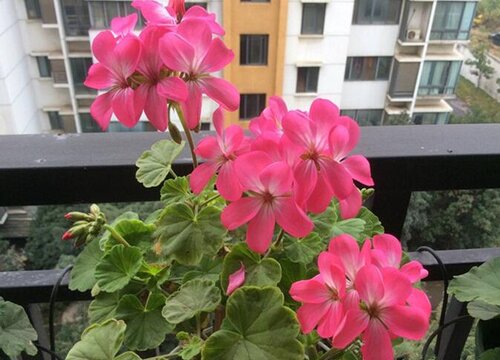 天竺葵喜水吗 属于喜水植物吗