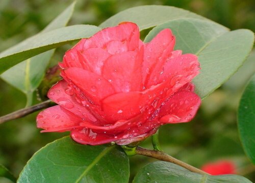 红山茶花怎么养家庭养法