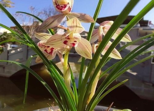 春兰怎么养殖方法