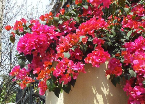 三角梅开花时能浇水吗