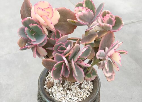 蝴蝶之舞多肉怎么养护方法