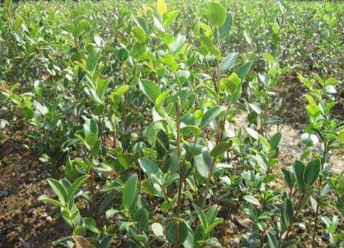 油茶苗几月份种植合适