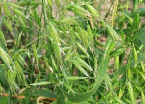 燕麦几月份种植合适