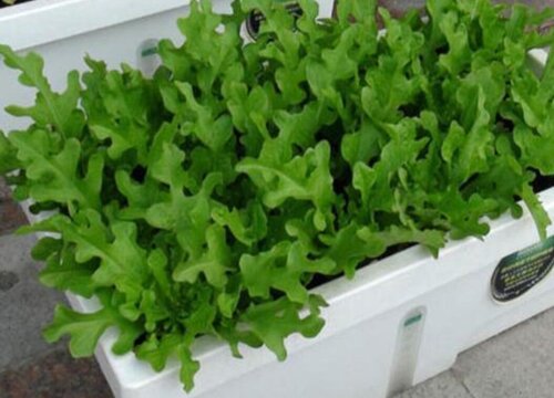 荠菜几月份种植合适