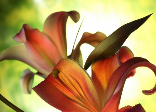 嘉兰百合几月份种植合适
