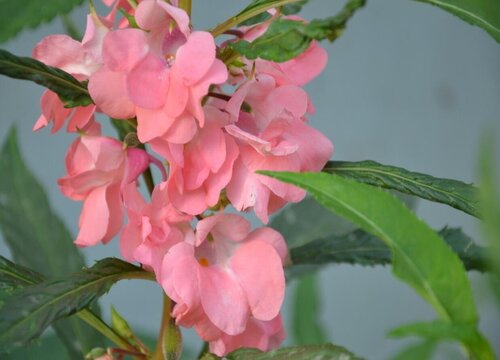 凤仙花怎么养才开花