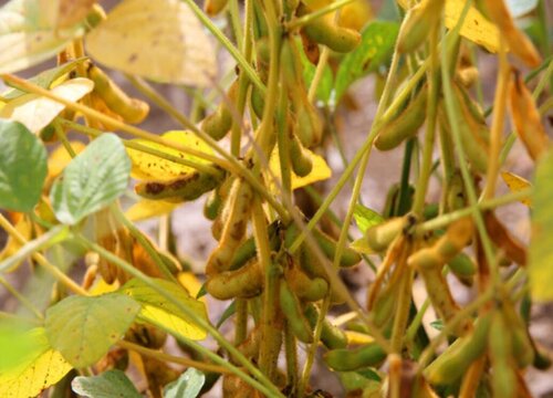 黄豆几月份种植合适
