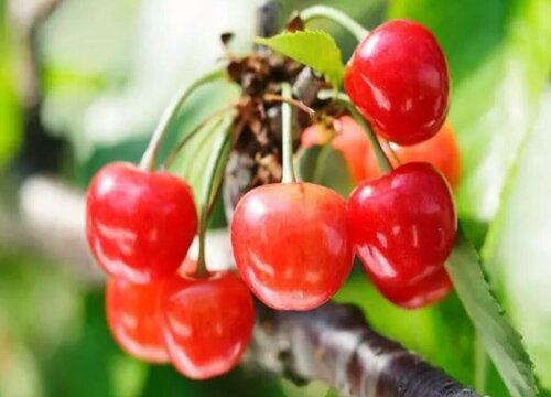 樱桃生长环境条件及特点