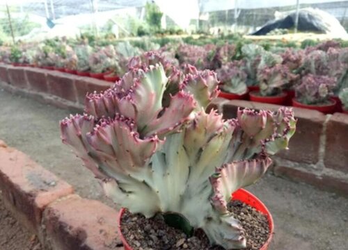麒麟多肉植物怎么养殖方法和注意事项