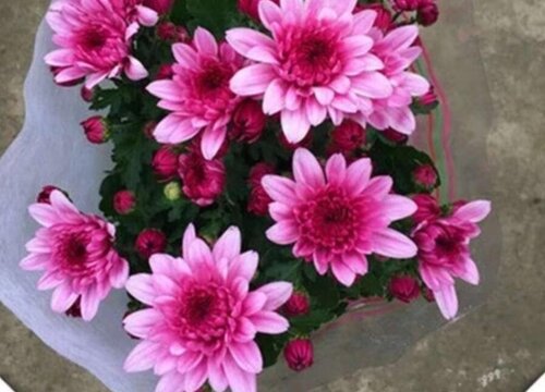 长寿菊怎么养殖方法和注意事项