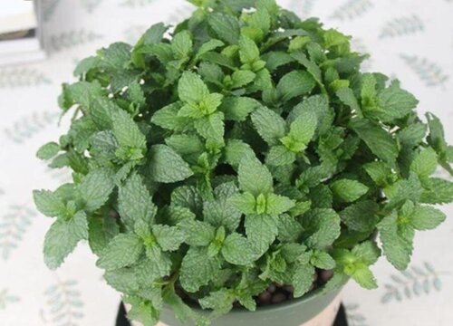 薄荷花怎么养殖方法和注意事项