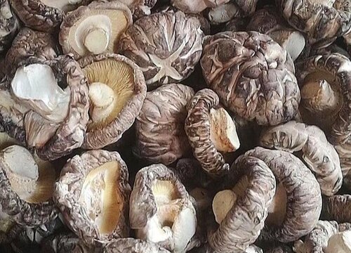 菌菇生长环境条件及特点