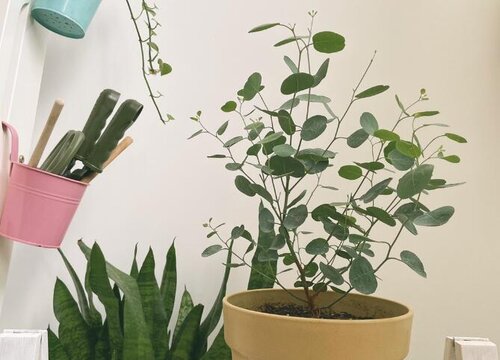 尤加利盆栽怎么养殖