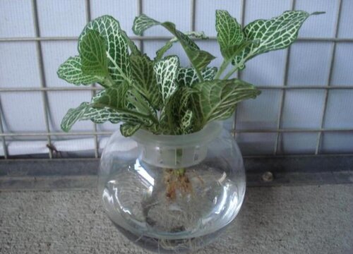 水培网纹草怎么养护