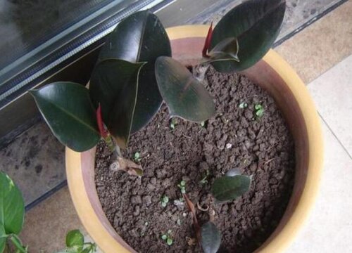 橡皮树换土时间和方法