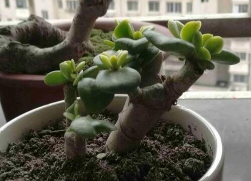 玉树换土时间和方法