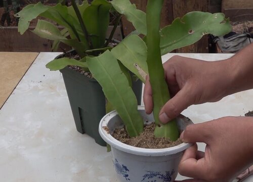 昙花换土时间和方法